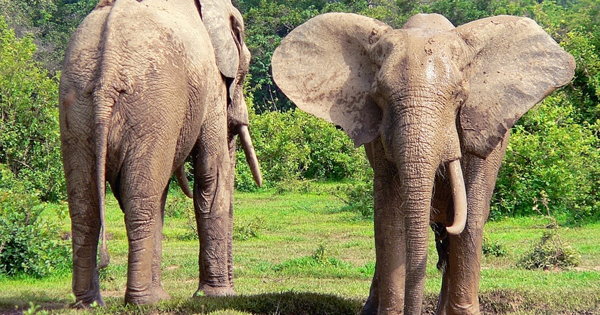 Mole National Park: Ghana’s Quiet Safari Escape