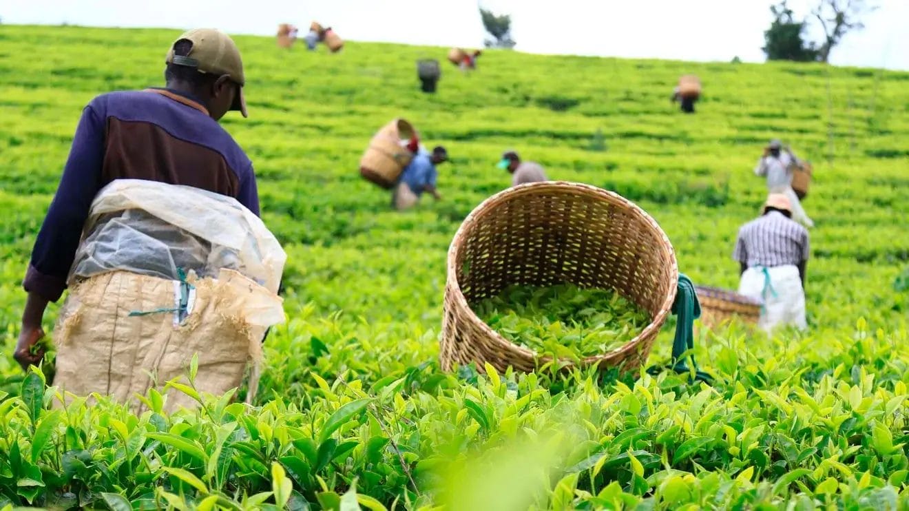 Kenya’s Tea Export Earnings Rise to $1.44 Billion in 2025