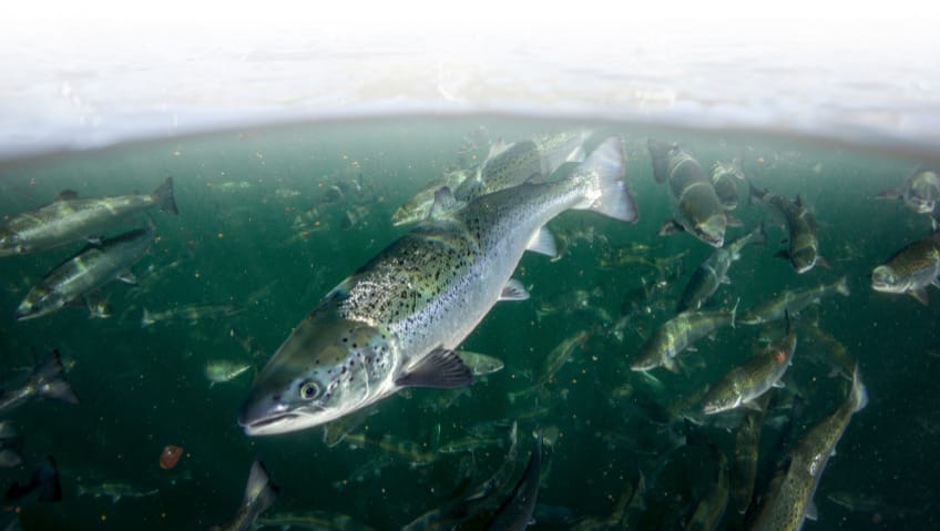 Top 5 African Entrepreneurs in the Aquaculture Industry